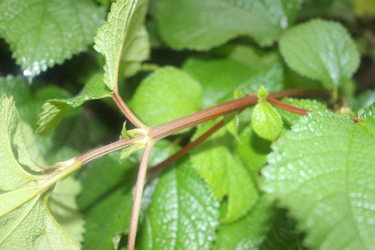 Boehmeria rugosissima (Reinw. ex Blume) Miq.